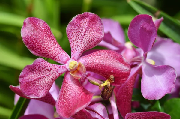 Güzel mor orkide phalaenopsis. — Stok fotoğraf