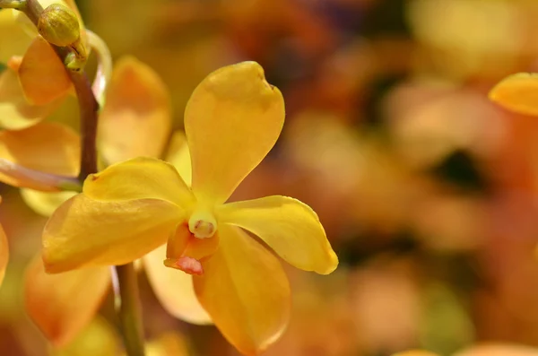 Blossom vanda orchid — Stock Photo, Image