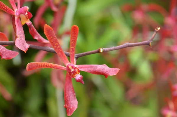 Orchidea di vanda di fiore — Foto Stock