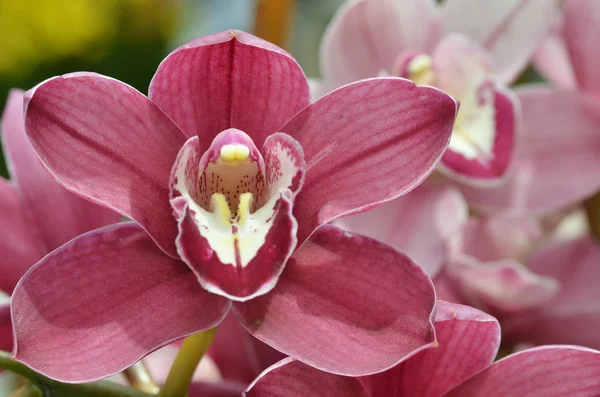 Orquídea roxa bonita, phalaenopsis . — Fotografia de Stock