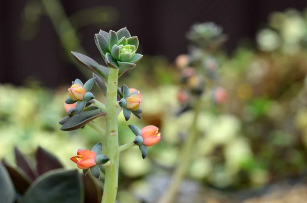 Planta suculenta en Jardines junto a la Bahía —  Fotos de Stock