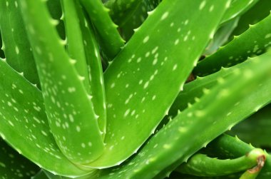 aloe vera bitki yaprakları
