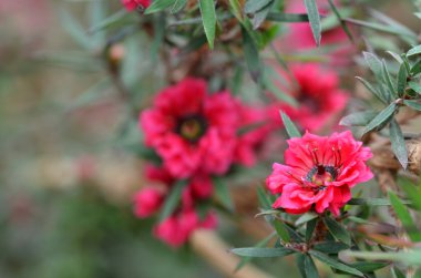 Manuka myrtle beyaz-Pembe çiçek çiçeklenme