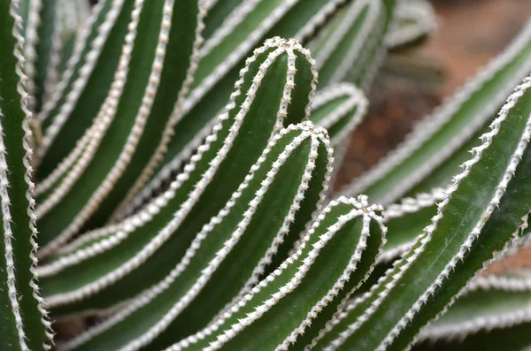 Cactus plantado en un jardín botánico — Foto de Stock