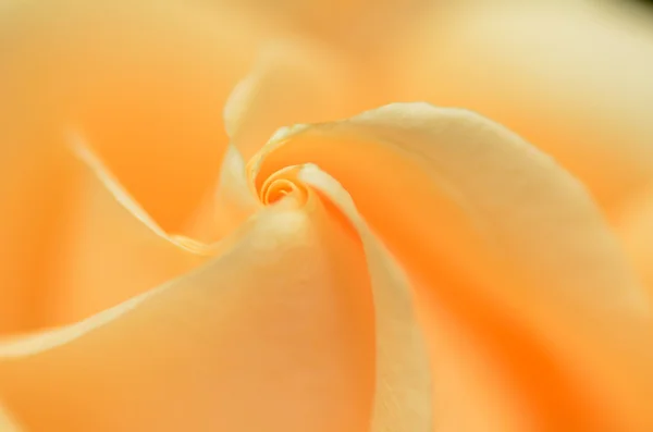 Close up of orange rose — Stock Photo, Image