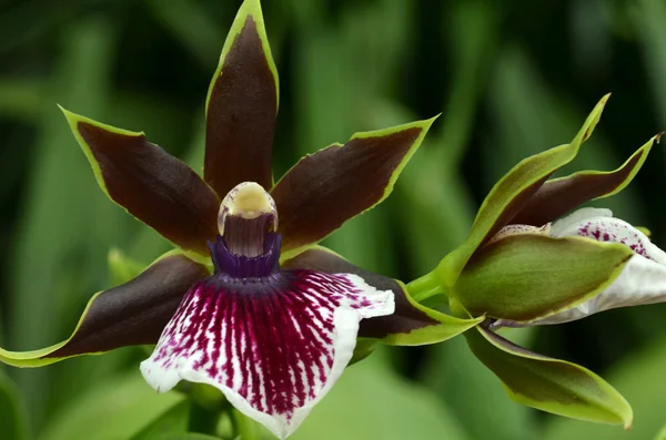 Orquídea de vanda de flor — Fotografia de Stock