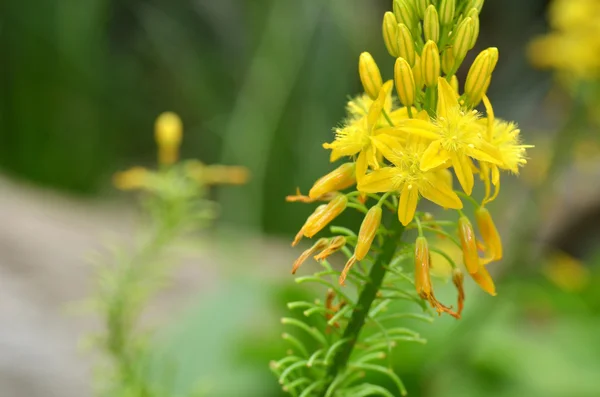 South African plant Bulbine natalensis — Stock Photo, Image