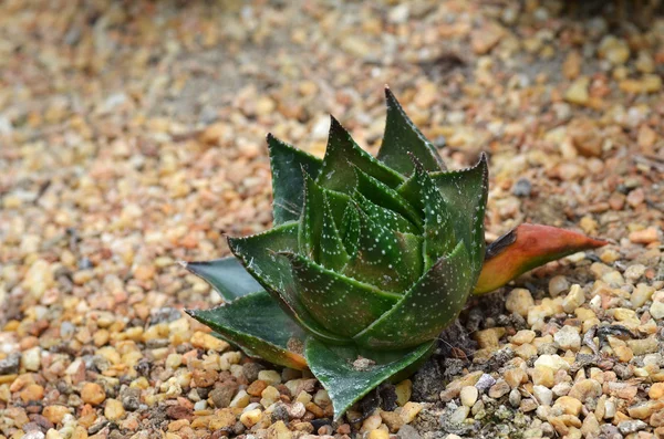 Planta suculenta en Garden by the Bay —  Fotos de Stock