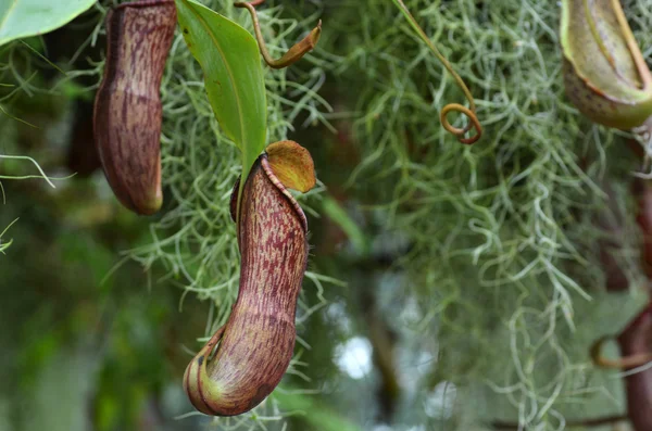 猿食虫植物ウツボカズラ ビロサ — ストック写真