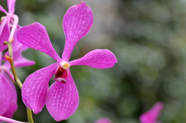 Güzel mor orkide phalaenopsis. — Stok fotoğraf