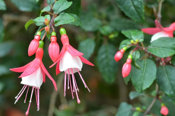 Pembe balerin çiçekler — Stok fotoğraf