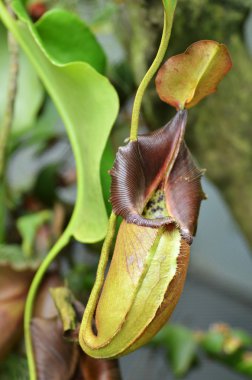 Nepenthes villosa, maymun atıcı bitki