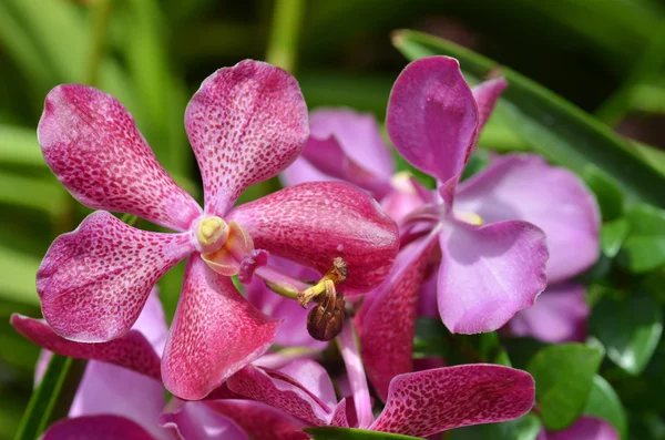 Mooie paarse orchid, phalaenopsis. — Stockfoto