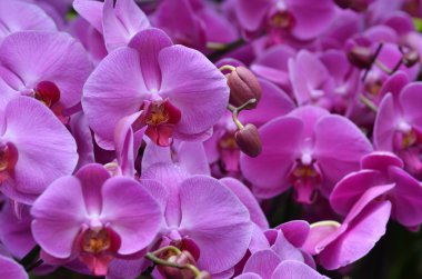 Güzel mor orkide phalaenopsis.