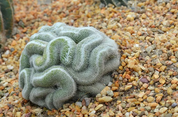 Cactus verde que se parece al cerebro — Foto de Stock
