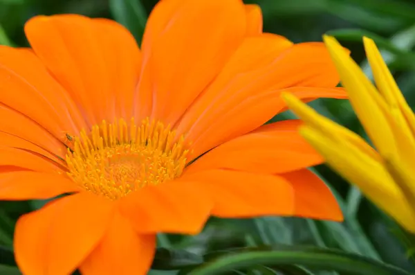 Beautiful orange gazania flower — Stock Photo, Image