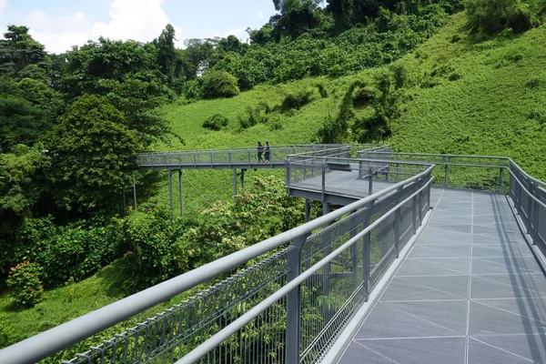 Orman yürümek, Telok eu Hill Park yağmur ormanları, Singapur — Stok fotoğraf