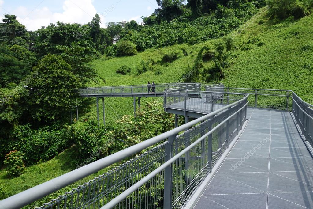 Forest Walk Of Telok Blangah Hill Park Rainforest Singapore Stock Editorial Photo C Tang90246 122976070