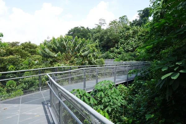 Orman yürümek, Telok eu Hill Park yağmur ormanları, Singapur — Stok fotoğraf