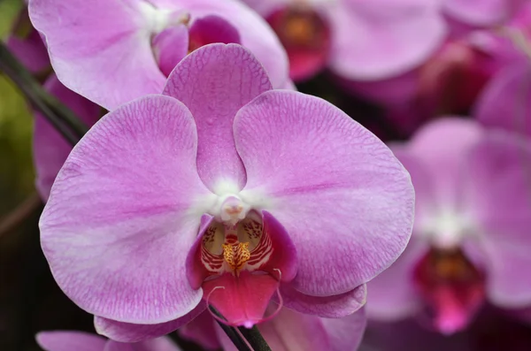 Güzel mor orkide phalaenopsis.