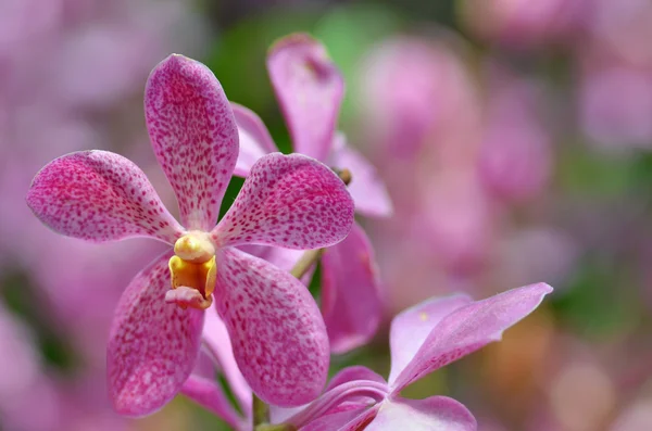 Mooie paarse orchid, phalaenopsis. — Stockfoto