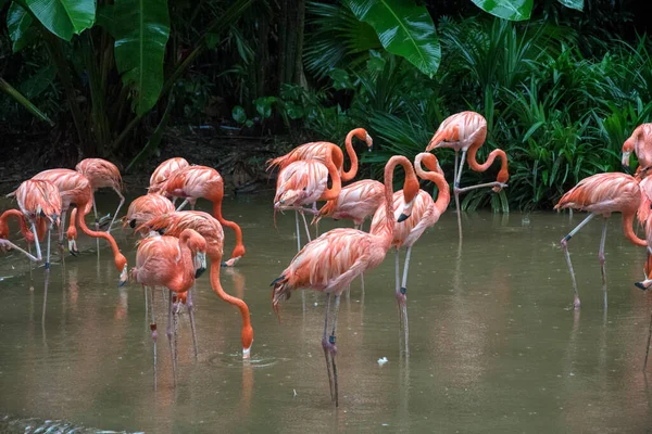 Singapur Jan 2021 Grupo Flamencos Jugando Agua Jurong Bird Park —  Fotos de Stock