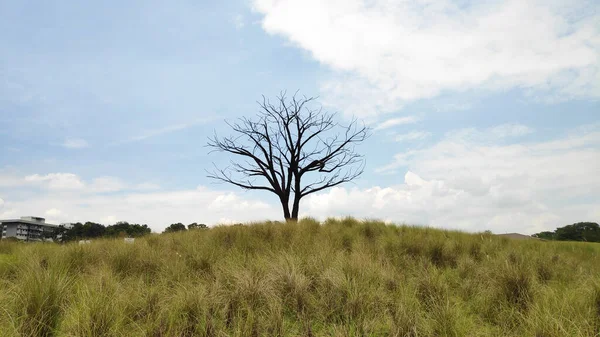 Lone Tree Jurong Lake Gardens Singapore Sculptur Made Recycled Iron — Stock Photo, Image