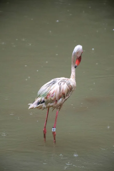 Singapur Jan 2021 Flamingo Menor Parado Lado Del Agua Jurong —  Fotos de Stock