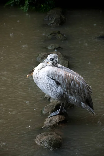 Great White Pelican Standing Rock Raining Day Its Also Known — Stock Photo, Image