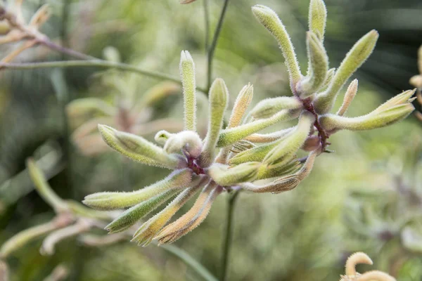 Close Kangaroo Paw Plants Display Flower Dome Gardens Bay Singapore — Stock Photo, Image