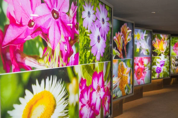 Singapore Sep 2021 Flowers Display Lead Visitors Flower Dome Gardens — Stock Photo, Image