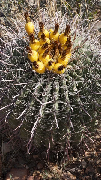 Dziki kaktus w skalistej pustyni kamień — Zdjęcie stockowe