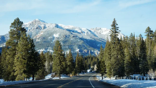 Road with pikes tree in the winter — Stock Photo, Image