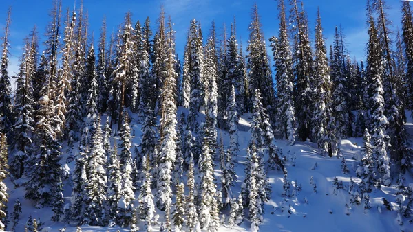 The pikes forest in the winter — Stock Photo, Image