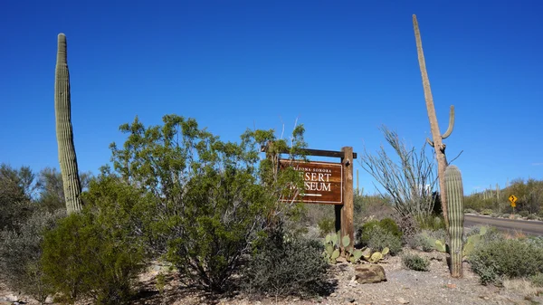 Arizona sonorské pouště muzeum — Stock fotografie