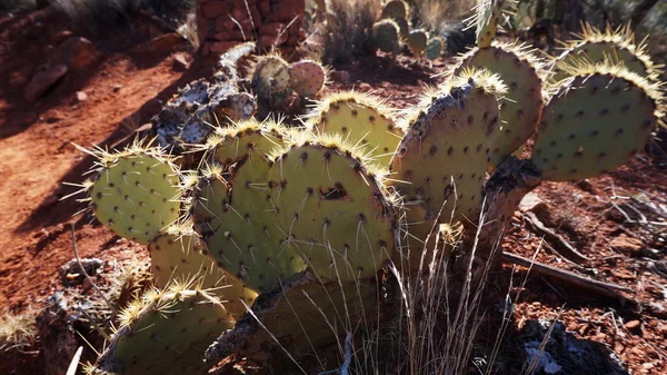 Cactus in the canyon in Arizona — Stock Photo, Image