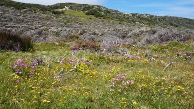 Masa Dağı manzaralı yola. Cape town, Güney Afrika.