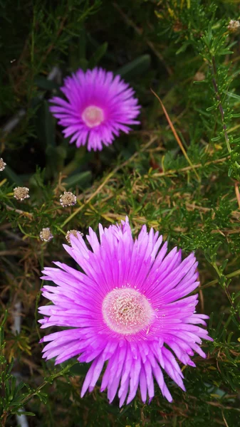 Ramo de flores silvestres de color rosa en el campo en la Costa Oeste Nacional P — Foto de Stock