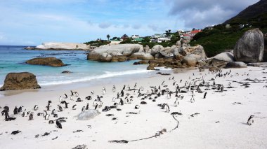 Penguenler False Bay kayalar