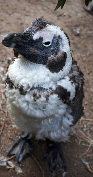 Pingouin africain ou crétin — Photo