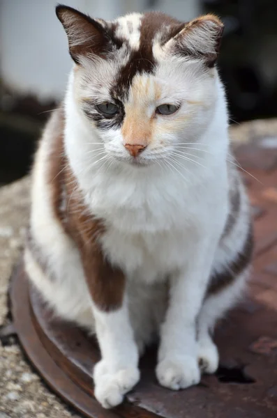 可爱条纹街猫咪 — 图库照片