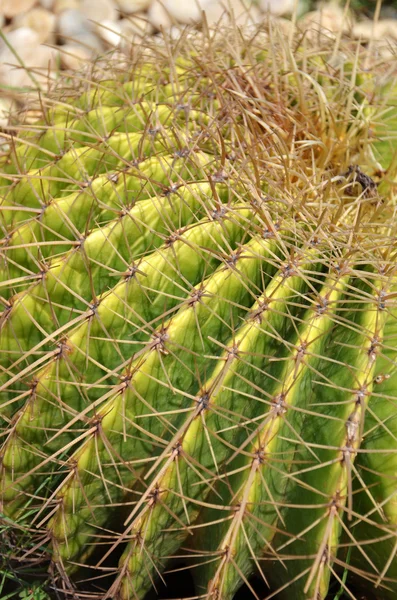 Cactus is a plant that needs very little water — Stock Photo, Image