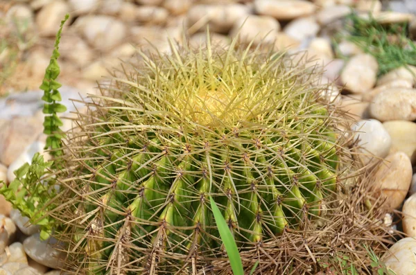 Cactus is een plant die zeer weinig water nodig heeft — Stockfoto