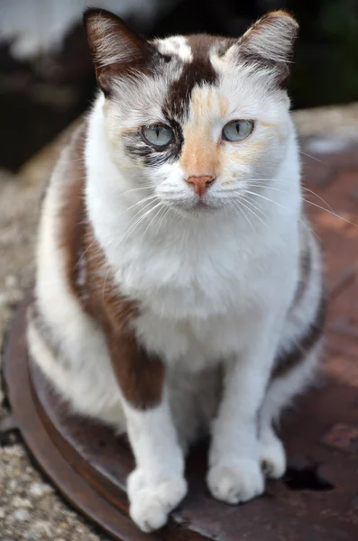 可爱条纹街猫咪 — 图库照片