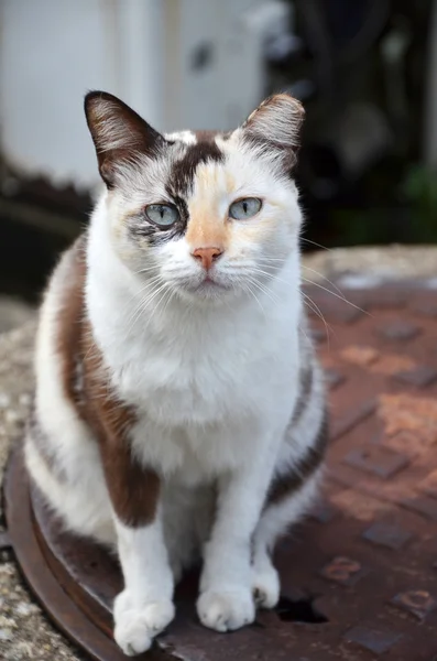 可爱条纹街猫咪 — 图库照片