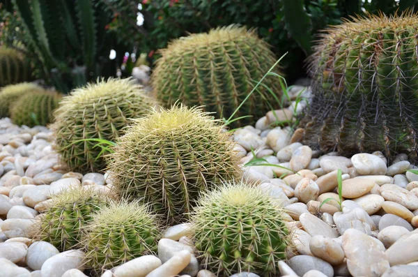 Cactus a forma di globo — Foto Stock