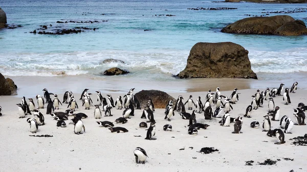 Pingouins africains sur la plage de Boulders — Photo