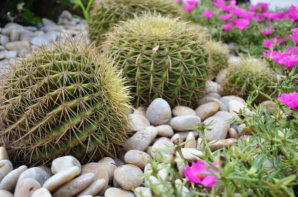 Cactus a forma di globo — Foto Stock