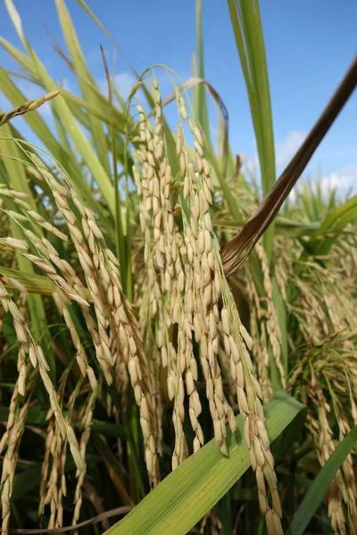 Спелое рисовое поле готово к сбору урожая. — стоковое фото