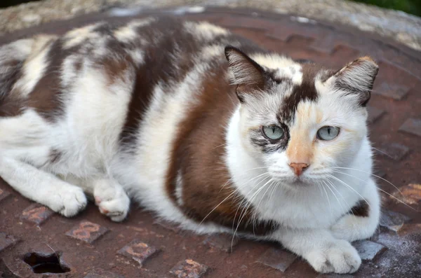 可爱条纹街猫咪 — 图库照片